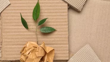 Green plant with leaves on corrugated cardboard sheets.