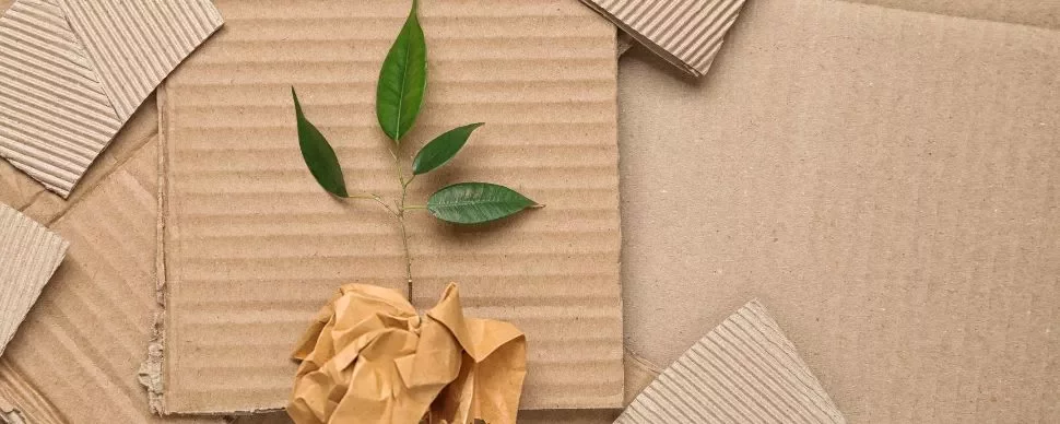 Green plant with leaves on corrugated cardboard sheets.